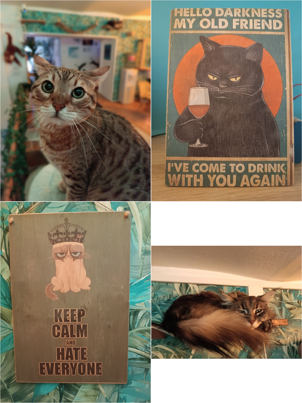 Collage of two cats and two pictures from the cat museum